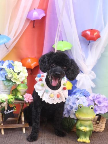 20230609マハロくん